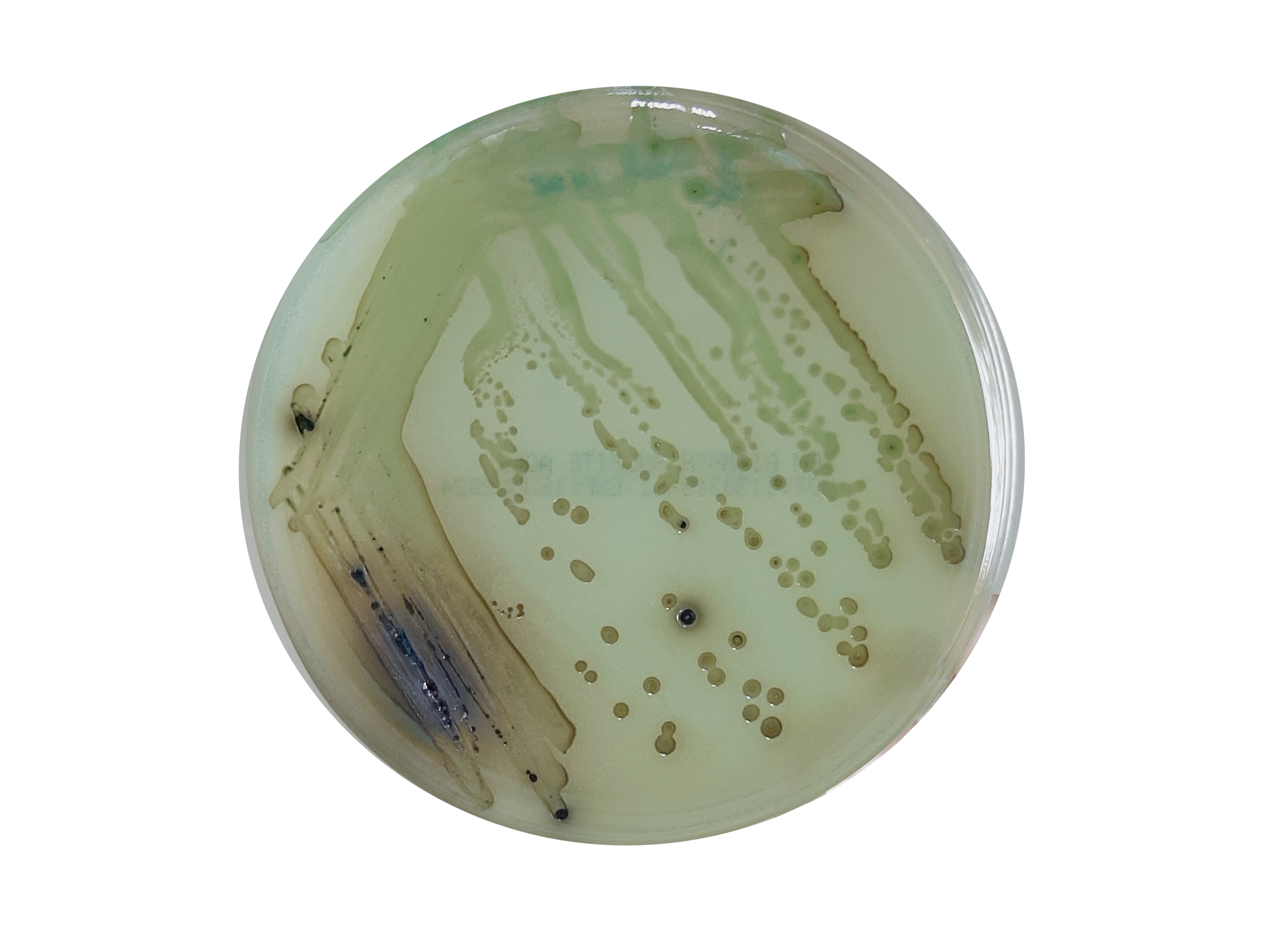 Bismuth Sulfite Agar